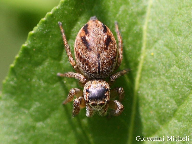 Salticidae:   Evarcha sp.  -  Magenta (MI)